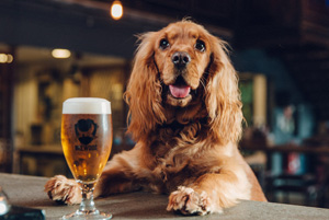 A Dog sitting at the bar with a beer